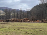 Čo sa stane s drevom po výrube stromov kvôli výstavbe diaľnice D3 na Kysuciach? Národná diaľničná spoločnosť ho predá na základe najvyššej cenovej ponuky