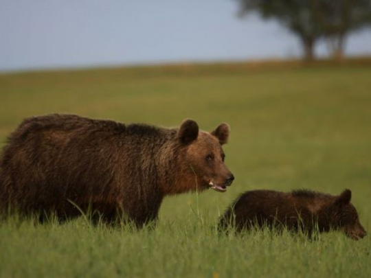 Čo s medveďmi? Aktivisti chcú zastaviť prikrmovanie, poľovníci sú za regulovaný lov a agrorezort hovorí o zmene zákona o ochrane prírody a krajiny