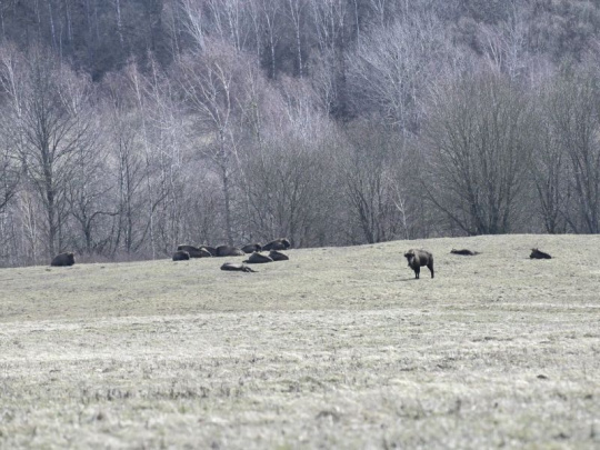V Národnom parku Poloniny žije podľa aktuálneho sčítania 60 zubrov: Súčasť medzinárodného monitoringu populácie tohto druhu v Karpatoch