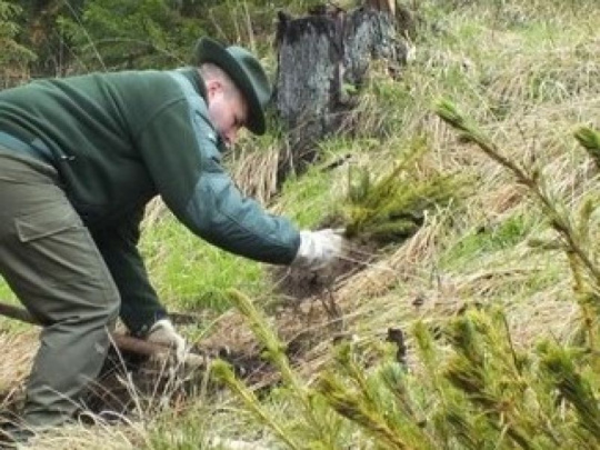 Stav a vývoj lesného hospodárstva SR v roku 2024: Dlhodobý pokles výmery hospodárskych lesov, druhá najnižšia plocha obnovy lesa od roku 2000 a medziročný nárast dodávok dreva o 20 percent