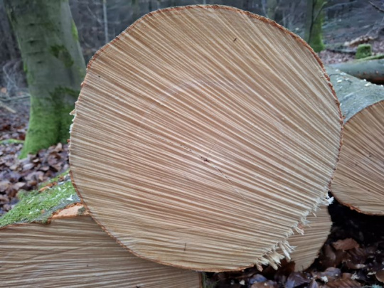 Glosa: Lesníci si nevedia medzi sebou upratať, odborný lesný hospodár je len neustálou zmenou