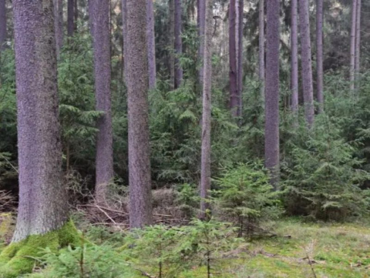 Journal of Forest Science o intenzite prebierok a vplyve na stabilitu smrečín: Mierne výchovné zásahy môžu významne zvýšiť produkciu aj odolnosť smreka