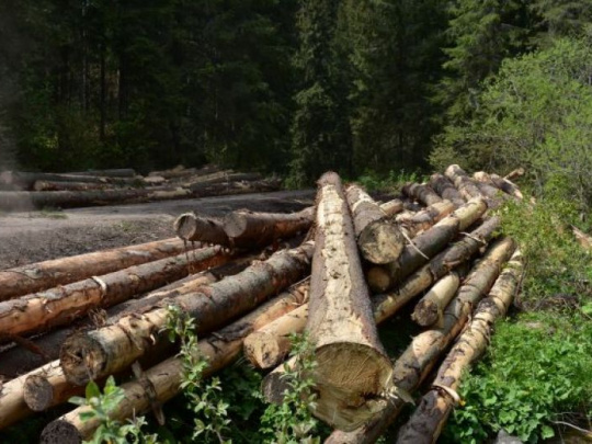 Cena dreva v Česku vzrástla v porovnaní s rokom 2019 viac než trojnásobne: Záujem je stále vysoký