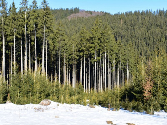 Hospodárska komora, Zväz obchodu a cestovného ruchu a Potravinárska komora v ČR: Nariadenie o odlesňovaní v súčasnej podobe môže ohroziť konkurencieschopnosť Európskej únie