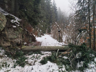 LESY SR a bezpečnostný výrub poškodených a rizikových stromov: Cieľom je ochrana návštevníkov cyklotrasy Čierny Balog - Hronec a bezpečnosť prevádzky Čiernohronskej železničky