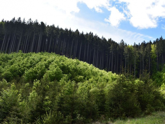 Odborný seminár o podpore prirodzenej obnovy lesa: Prezentácia novej technologicko-výskumnej úlohy