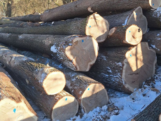 LESY SR aktuálne pripravili 46 elektronických aukcií dreva: Vybrané ponuky vhodné na piliarske spracovanie