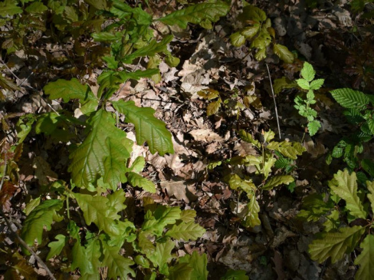 Vedci monitorujú vitalitu dubov v Podunajsku: Nainštalovali automatické dendrometre