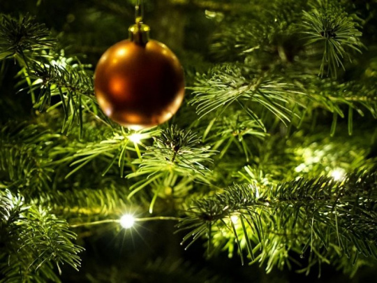 Priaznivé pôsobenie vianočných stromčekov na psychiku: Ihličnany uvoľňujú aromatické látky, znižujúce stres a navodzujúce pocit uvoľnenia