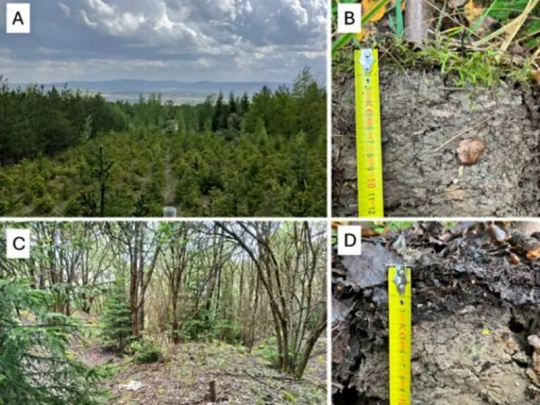 Prirodzená obnova lesov na výsypkách môže byť efektívnejšia ako rekultivačné postupy: Ponechanie priestoru pionierskym drevinám a využitie ich pozitívneho vplyvu