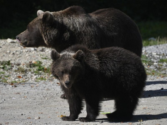 Vedec z Ústavu ekológie lesa SAV o medveďoch: Teraz treba dávať v lese pozor. Naozaj veľký pozor