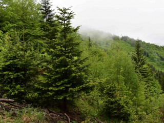 Aký bude ďalší osud karpatskej zmesi smreka, jedle a buka?: Vedci skúmajú dopady zmeny klímy na drevinové zloženie lesných porastov