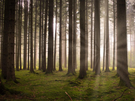 Švédsky model lesného hospodárenia: Viac ako dvojnásobné zvýšenie objemu dreva vo švédskych lesoch za posledných sto rokov