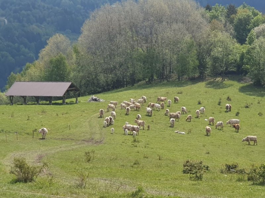 Národná rada vo Švajčiarsku chce zóny bez vlkov: Problémy so šelmami stále neboli vyriešené, je to otázka bezpečnosti a úcty k majetku