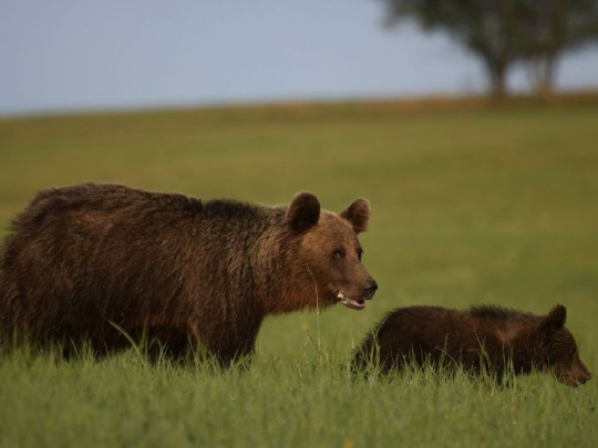Kde sa stala chyba v analýze početnosti medveďov na Slovensku? Obidve vzorkovania sa mali sčítať