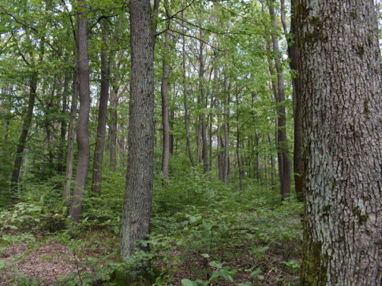 Zdravotný stav slovenských lesov: Jedľa je na tom čoraz lepšie, najviac poškodenou listnatou drevinou je dub