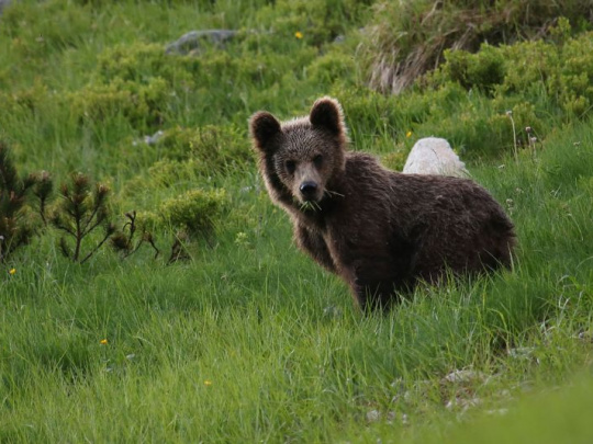 Monitoring veľkých šeliem so štúdiou početnosti medveďov: Podľa ochranárov nie je možné zverejňovať neoficiálnu verziu, Univerzita Karlova zverejnila predbežné výsledky už v auguste minulého roka
