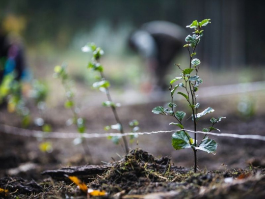 Výsledok veľkého lesníckeho tendra v štátnom podniku Lesy ČR: 40 zmlúv s 13 spoločnosťami je uzavretých, práce môžu v januári začať