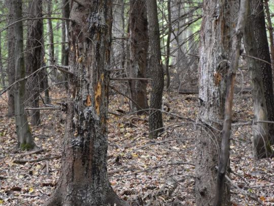 LESY SR o vysokej početnosti raticovej zveri: Len v rámci jednej z organizačných zložiek presiahli v roku 2025 náklady na ochranu lesov pred škodami spôsobenými zverou sumu 700 tisíc eur