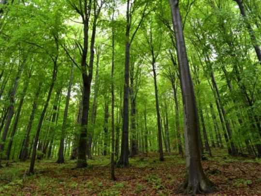 Fórum o lesoch OSN: Trvalo udržateľné hospodárenie v lesoch, nie bezzásahovosť