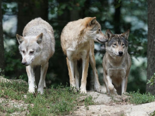 Nárast populácie vlkov v Nemecku o 500 percent za 10 rokov: Počet útokov na hospodárske zvieratá rapídne rastie