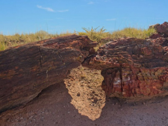 Na Novom Zélande našli dokonale zachovaný strom, zakorenený v období spred 42 000 rokov: Podľa 1 700 letokruhov vedci určili načasovanie a dopady poslednej zmeny magnetických pólov