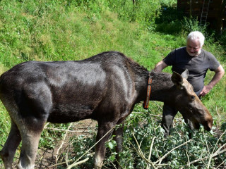 Lesnícke a drevárske múzeum vo Zvolene: Nová výstava Los - Príbeh zabudnutého velikána