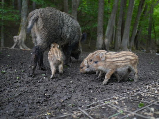Mimoriadne poľovačky na diviaky v intraviláne mesta: Zver predstavuje bezpečnostné riziko pre obyvateľov