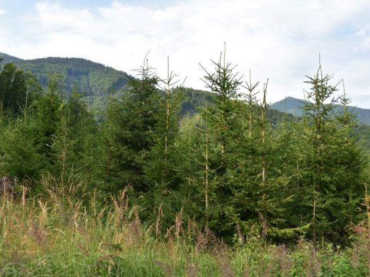 Smrek má v lesoch svoje miesto: Využitie jeho jedinečných rastových vlastností a schopnosti prispôsobiť sa zmenám prostredia